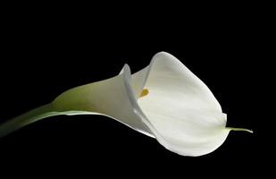 elegant vit calla lily foto