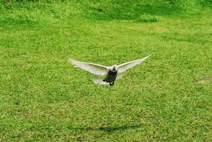 en vit duva flyger glidande över ett grönt fält foto