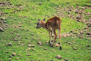 en ung hjort som söker föda på en grön äng foto