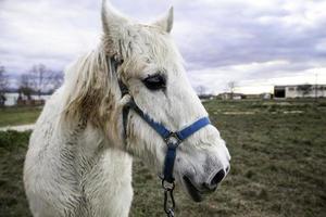 hästar som äter på gården foto