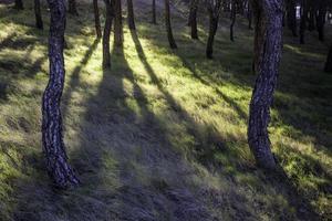 gammalt träd med rötter foto