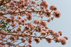 rosa pantip som blommar vackert. foto