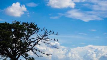 fåglar på grenar himlen. foto