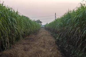 många sockerrörsfält nära torrt ogräs. foto