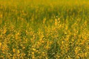 gula blommor crotalaria. foto