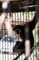 gibbon i en bur. foto