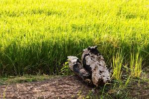 gamla stubbar eroderat på smutsen i risfält. foto