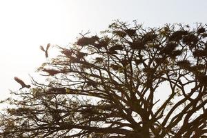 stork öppennäbb med torrt träd. foto