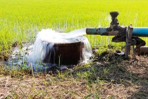 vatten som svämmar över med ris. foto
