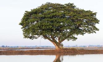jamjuree träd på jorden i vattnet. foto