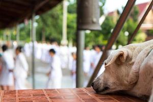 vit hund med promenader meditation. foto