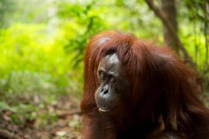 kvinnlig orangutang. foto