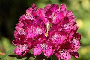 blomma av en rhododendron i maj foto