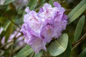 blomma av en rhododendron i maj foto