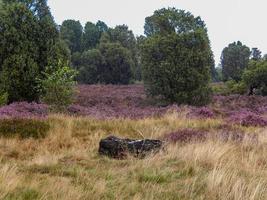 träd i bakgrunden av ängen foto