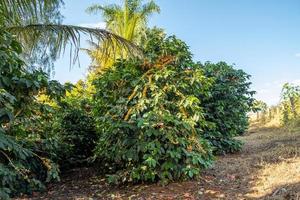 färska arabica kaffebär på trädet i kaffefarmen, sul de minas, Brasilien, en utopi för kaffeodlare. organisk farm. brasilianskt kaffe. närbild. mjukt solljus. foto