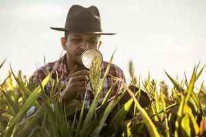 agronom håller tablett och förstoringsglas i majsfältet och undersöker grödor före skörd. agribusiness koncept. brasiliansk gård. foto