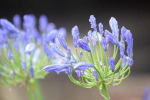 blommor i blom uk trädgård foto