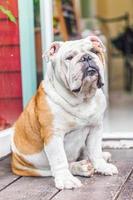 gammal engelsk bulldog sitter foto