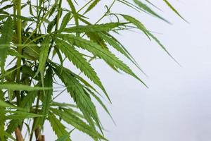 en närbild av ett kluster av långa gröna cannabisblad. foto