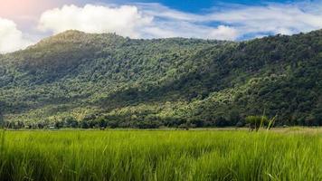risfält med frodiga gröna berg. foto