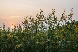 låg utsikt solhampa blomsterträdgård, crotalaria juncea gul praktfull blommande i överflöd. foto