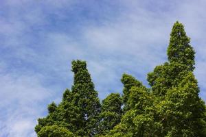 ficus buskar himmel. foto