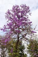 en vy av de vackra lila bungorblommorna som blommar på deras träd.. foto