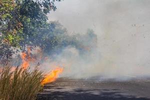 gräsbränder vid vägkanten. foto