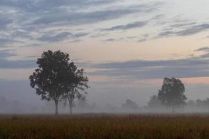 träd i morgondimman och moln på landsbygden. foto