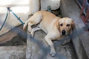 labrador liggande på en stege i en stålbur. foto