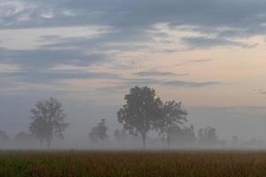 träd i morgondimman och moln på landsbygden. foto