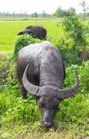 thailand svart buffel som betar. foto