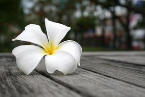 tropiska blommor frangipani på trä foto