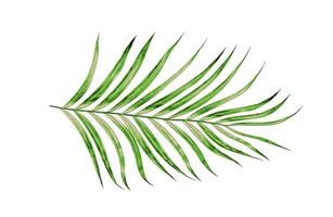 gröna blad av palmträd isolerad på vit bakgrund foto