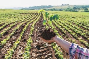 kvinnans händer håller en liten planta av soja. begreppet jordbruksnäring foto