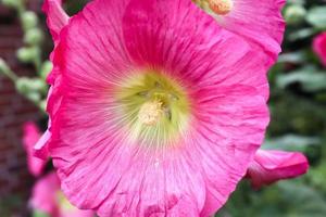 rosa blomma stockroses närbild på en grön och fräsch bakgrund foto