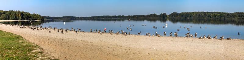 massor av vackra europeiska gåsfåglar vid en sjö en solig dag foto
