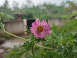 cosmos caudatus blommande växt rosa foto