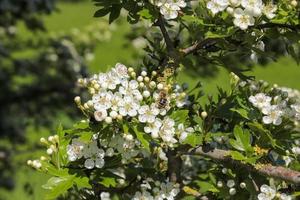 vackra körsbärs- och plommonträd som blommar under våren med färgglada blommor foto