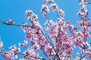 vacker närbild bild av rosa körsbärsblom mot blå himmel foto