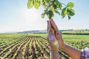 kvinnans händer håller en liten planta av soja. begreppet jordbruksnäring foto