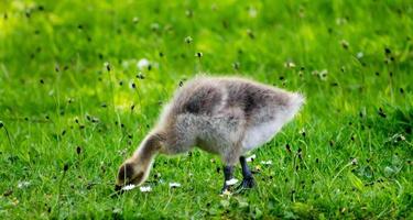 baby gosling