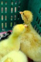 gosling nyfödda gula är en grupp foto