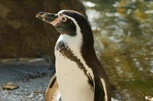humbolts pingvin foto