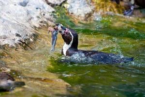humboldt pingvin foto
