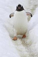 gentoo-pingviner som går längs en spår 6 foto