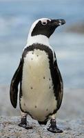 afrikansk pingvin foto