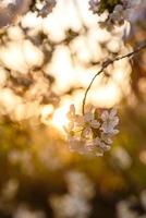 körsbärsträdgårdar blommar med vackra vita blommor i solnedgångssolen foto