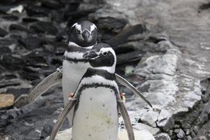 par magelliska pingviner foto